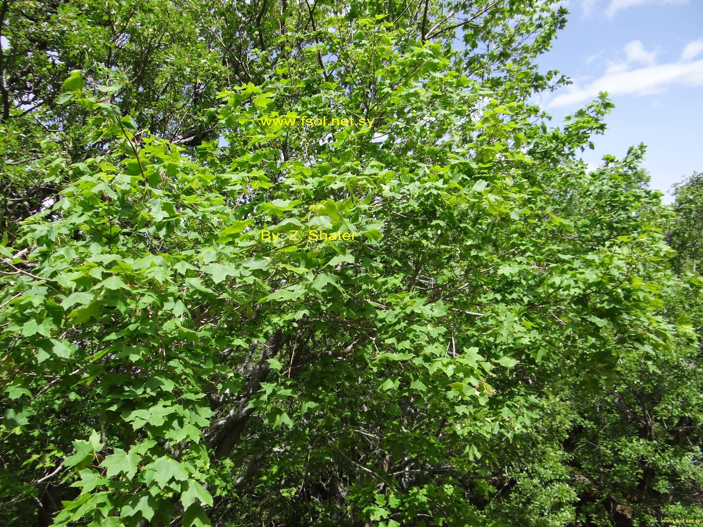 Acer hyrcanum Fisch. & Mey